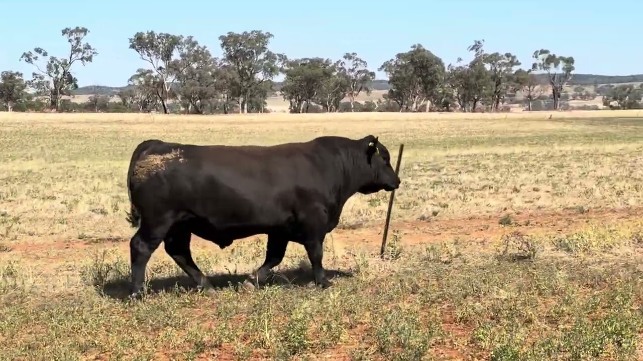 FAB SALE 2026 LOT 146