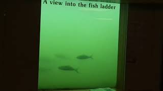 Fish pass upstream at Columbia River Bonneville Dam - Salmon - Army Corps of Engineers - Fish Ladder