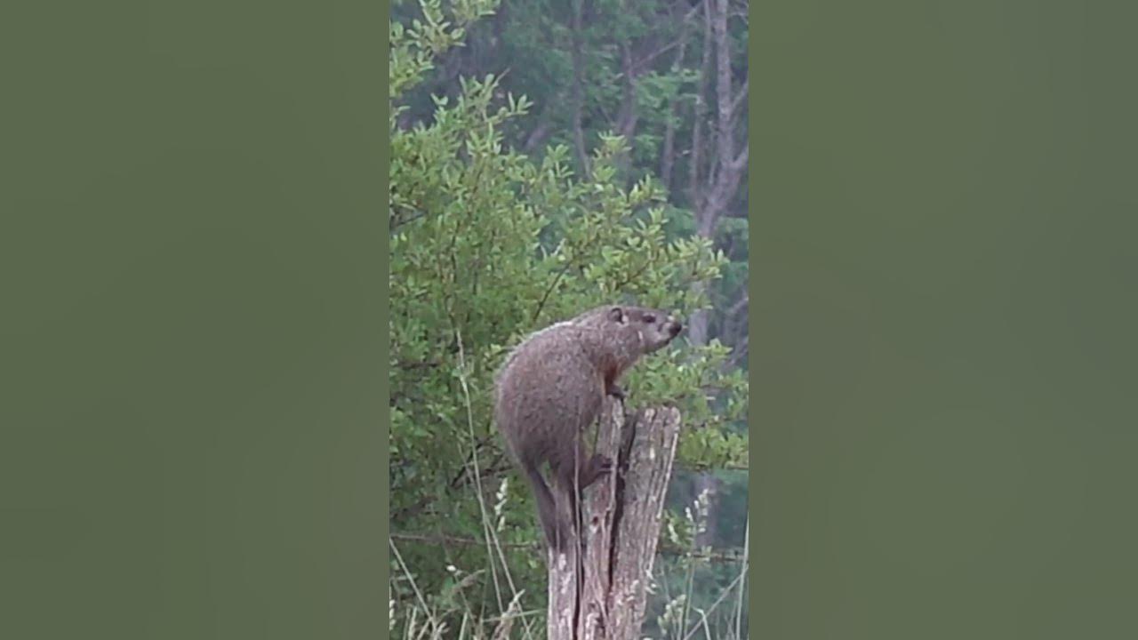 Groundhog Kills #shorts - YouTube