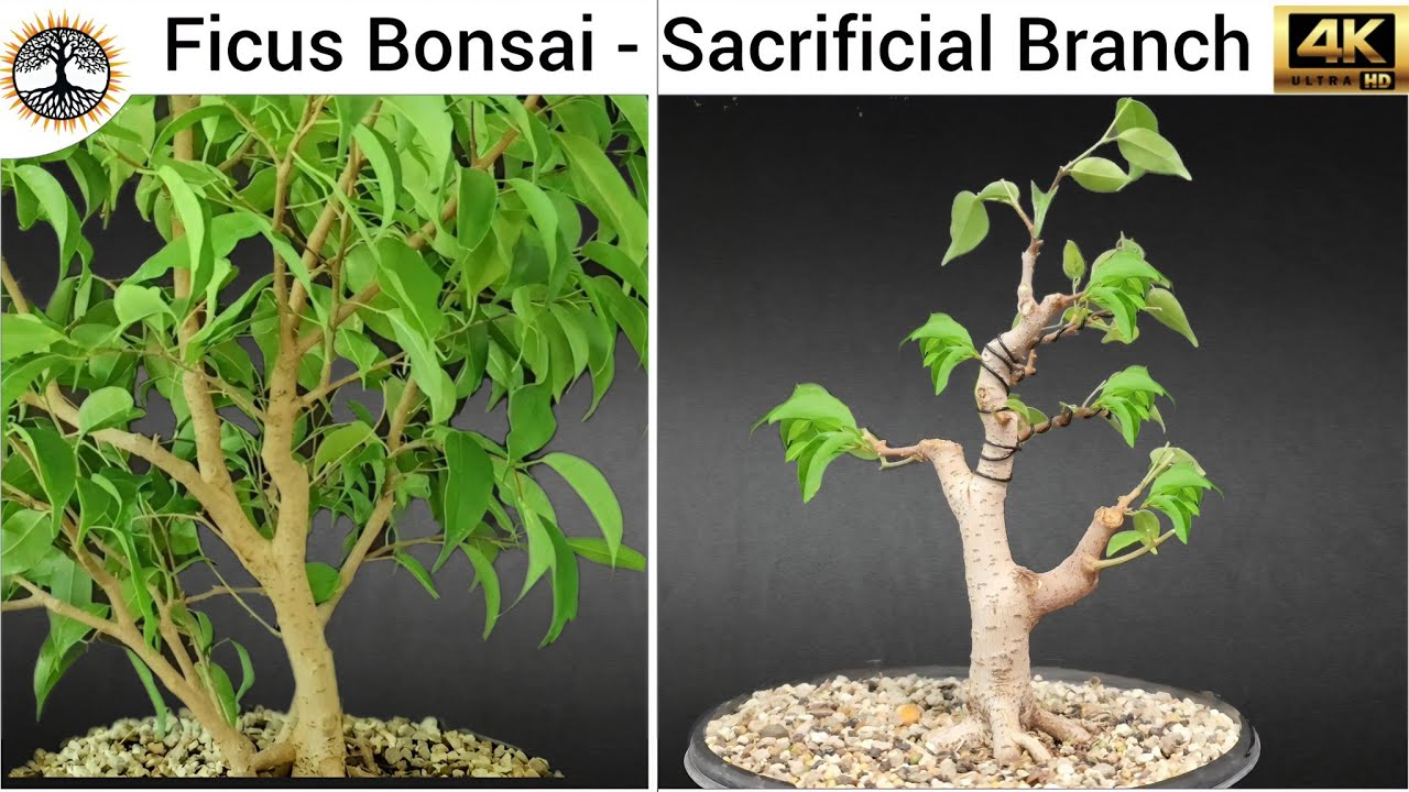 Фикус бонсай — эксперименты и жертвенные ветви