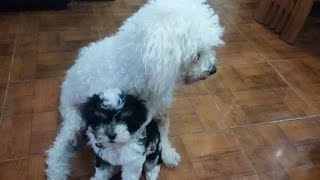 Mascotas Tiernas - Sidney Jugando Con Su Mamá - Kystutorial