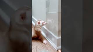 Are Ferrets Intelligent? Cinnamon