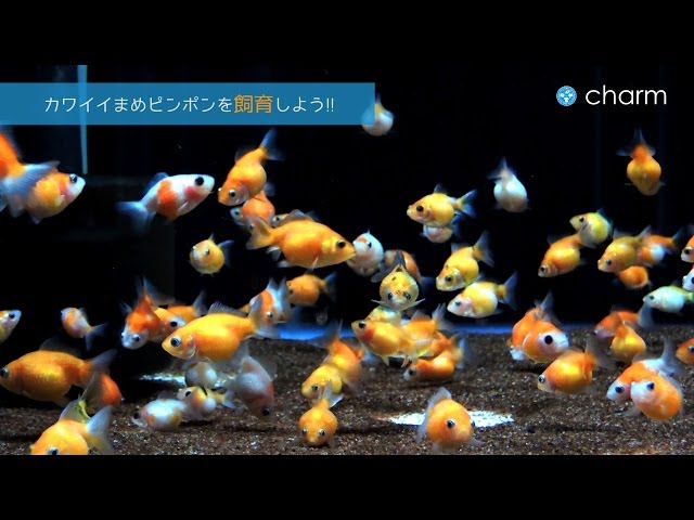 ピンポンチャーム