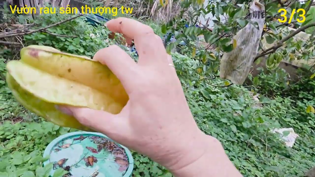 Dâu tầm đài loan quá trời trái luôn 🤩