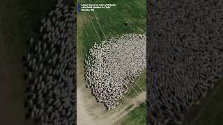 Herd of sheep caught crossing the road in mesmerizing drone video