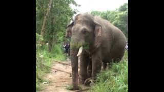 Captured Single Tusk Elephant | 捕獲された単牙ゾウ | القبض على فيل ذو ناب واحد | Tusker | Animals #Shorts