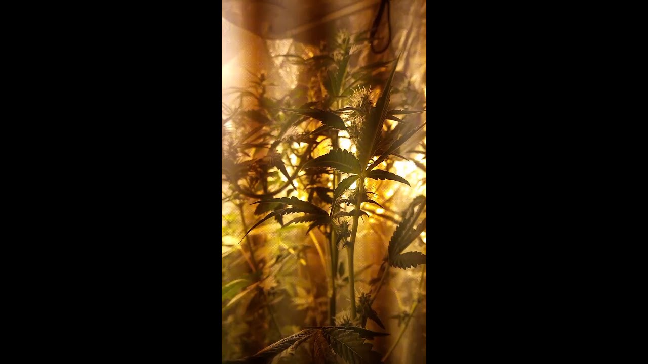 UK indoor weed grow 2019