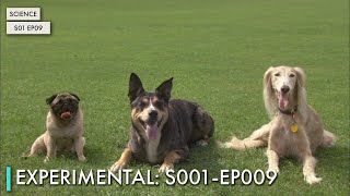 ExperiMental: S01 EP09