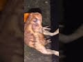 Frog With His Cheese It S 