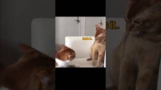 23 Slap Cat Net Worth