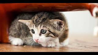 Viral Kucing Di Blender Di China Kucing Di Blender Viral Video Kucing Di Blender Viral