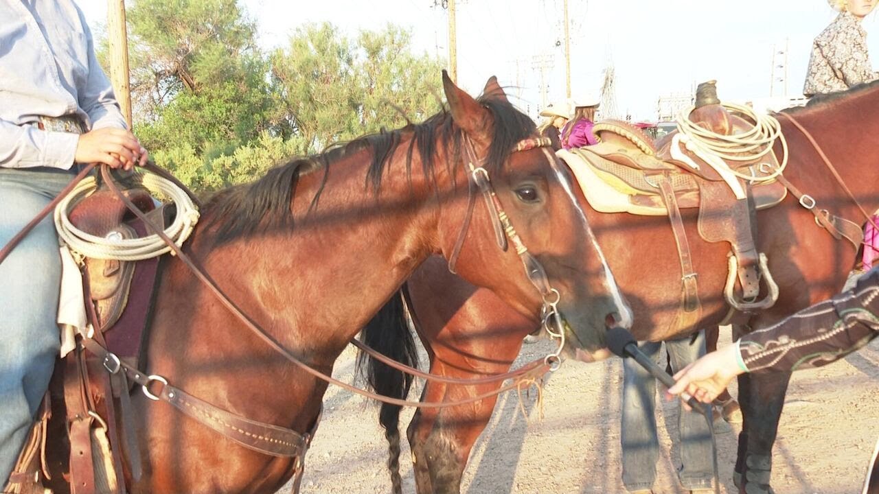 Horse herpes virus outbreak linked to rodeo events