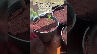 Secret Garden extension cut
