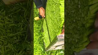 Efficient Farming Rapid Hand-Cutting Of Fresh Green Produce In The Field