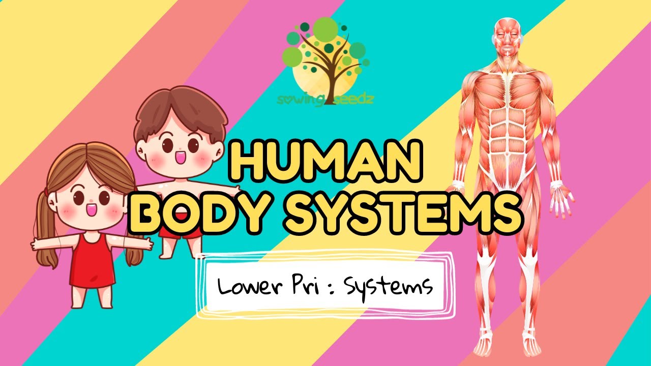 Mini lesson on Systems Human Body Systems YouTube
