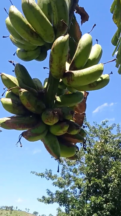 pisang susu siap panen buah mulus dan besar