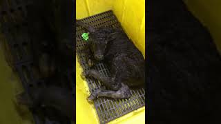 Calf born during a snow storm.