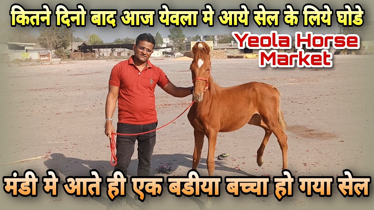 आज से फिर एक बार येवला घोडा मंडी हो गयी शुरु।।yeola horse market | Yeola Ghoda Mandi