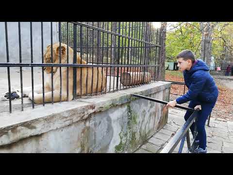 Видео: Извън рога на Лъва: Защо Създателите на баснята са я оставили сами