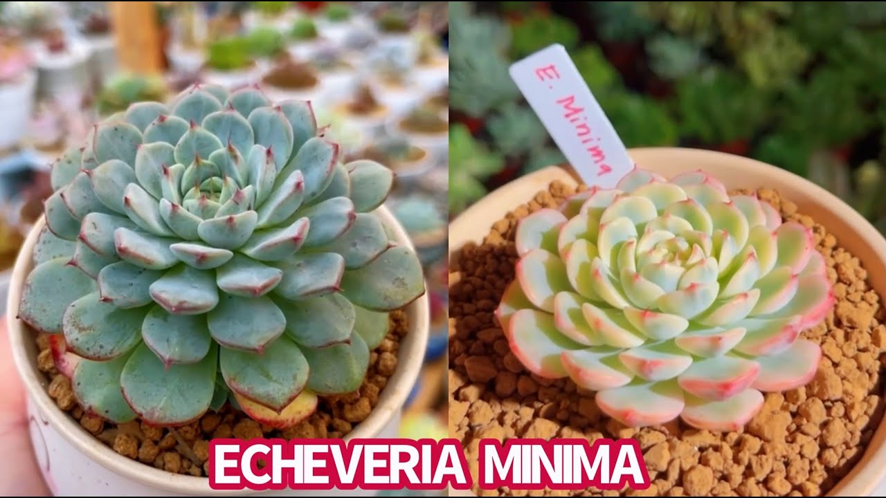 #569 PROPAGATE ECHEVERIA MINIMA | CÁCH NHÂN GIỐNG SEN ĐÁ | 다육식물 | 多肉植物 | Suculentas