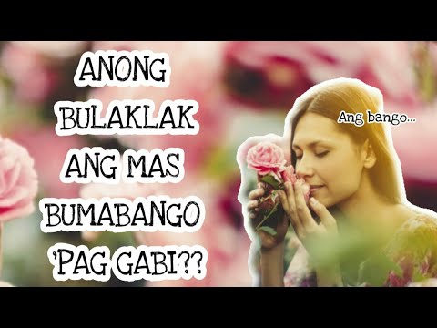 Video: Pelargonium Mabango At Malaki Ang Bulaklak