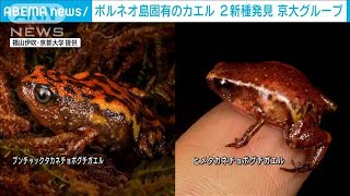 日本人がカエル新種発見「〇〇チョボグチガエル」(2021年7月31日)