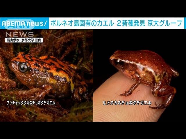 日本人がカエル新種発見「〇〇チョボグチガエル」(2021年7月31日