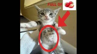 Meiq - Make A M Prod. Springghbk