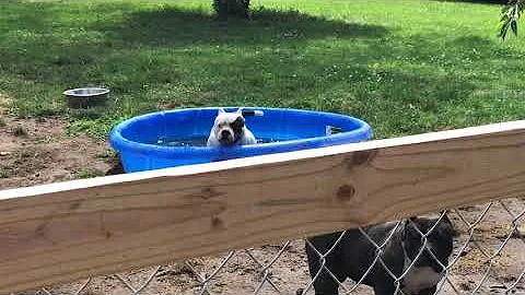 Do American Bullies like the water? Let’s see