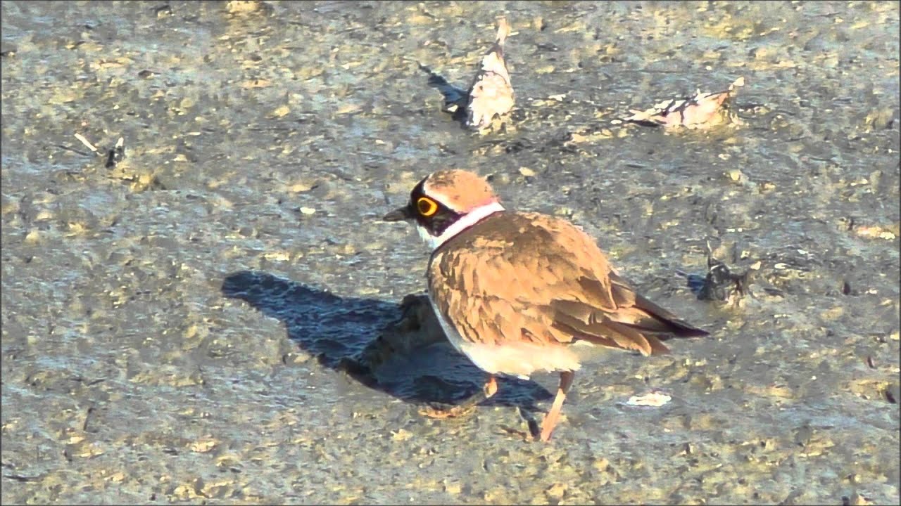  Little Ringed Plover YouTube