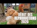 DÉBUT DE LA REPRODUCTION DES POULES ! (Brahma,Wyandottes,Rousses)