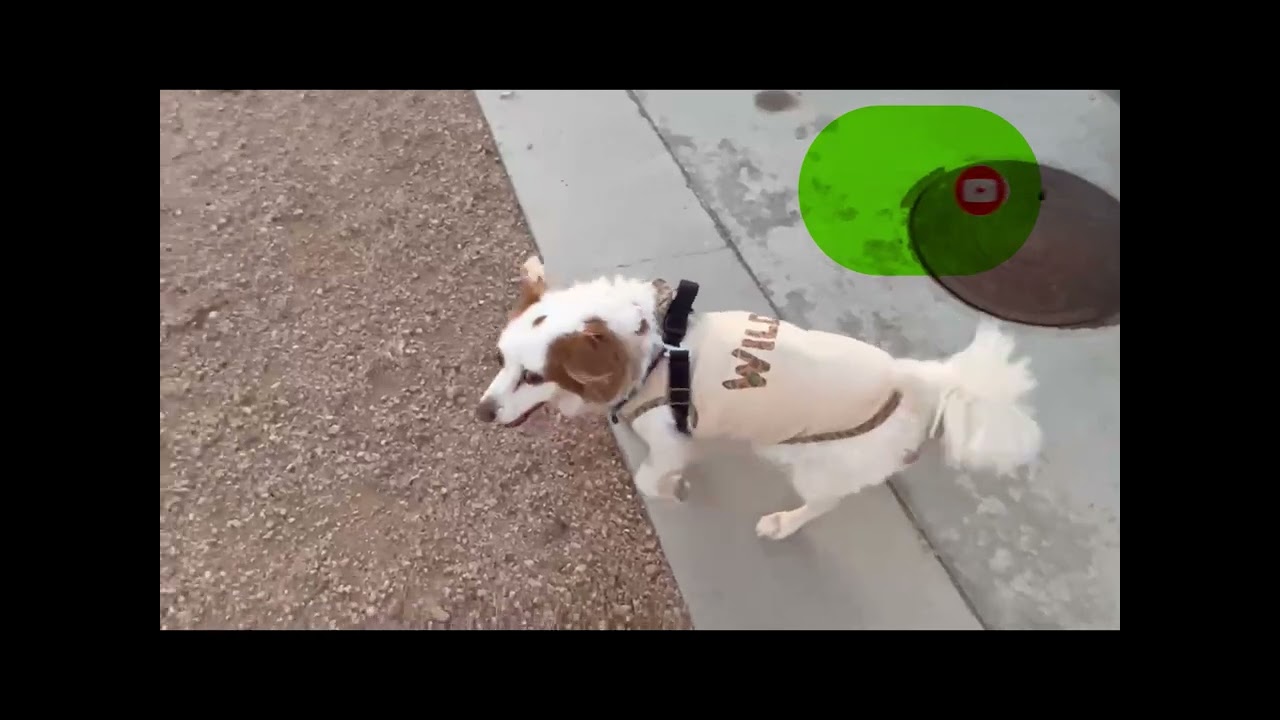 Kia EV Pet friendly 🐶 