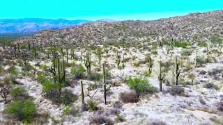Saguaro National Park, the drive experience