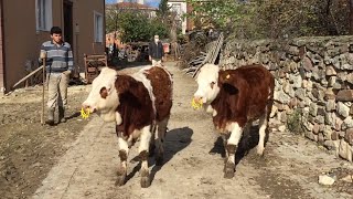 WE RELEASED OUR FLECKVIEH SIMMENTAL HEIFERS & TIED THEM TO THEIR NEW STABLES