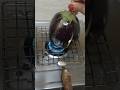 Desi Gardens Baingan ka Bharta 😇🍆#shorts #viral #teanding #recipe #baingan #ytshorts