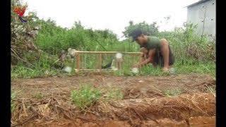 Bird Trap