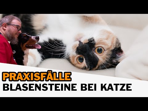 Video: Mit Der Diät Zur Behandlung Und Vorbeugung Von Blasensteinen Bei Katzen