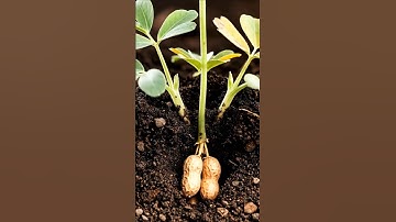 Peanut timelapse #timelapse #peanut  #shorts