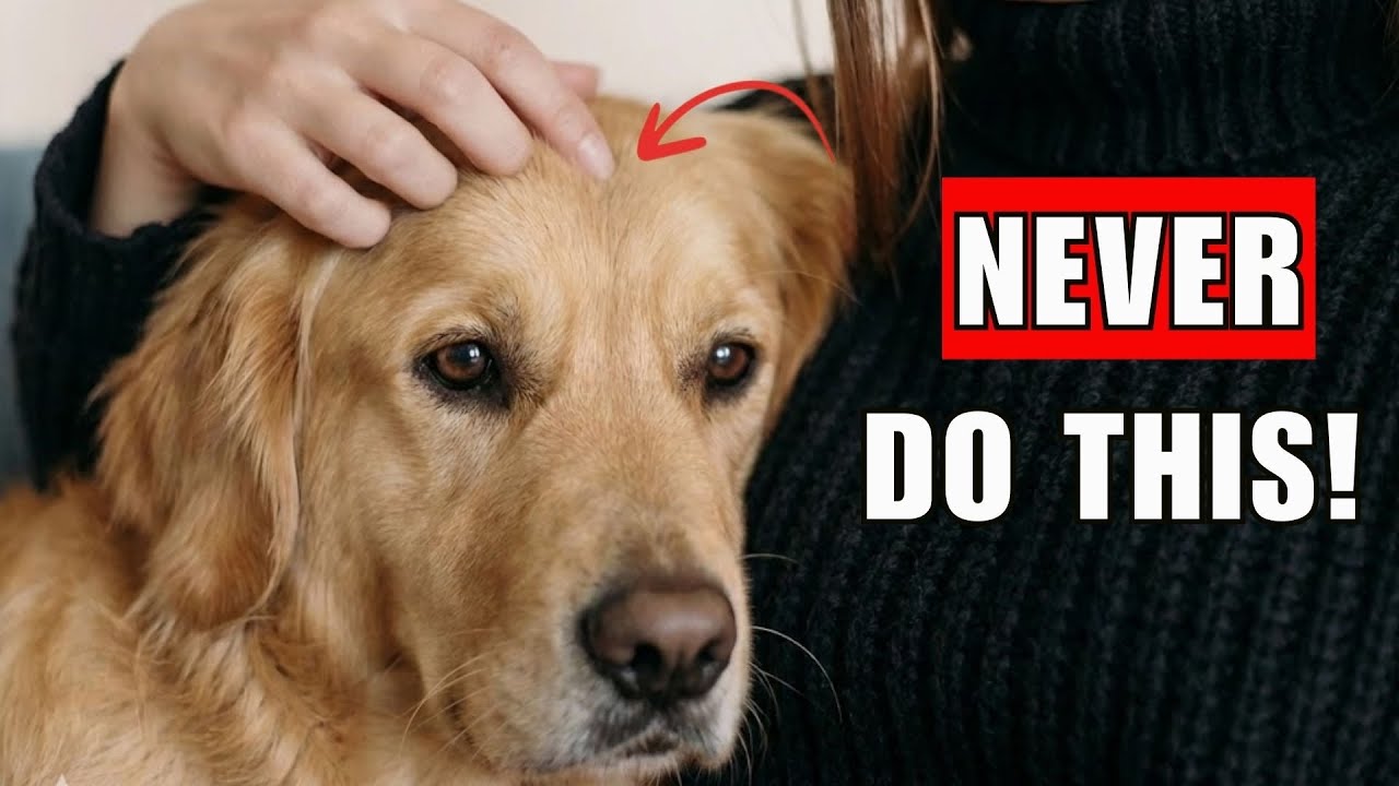 NEVER Do These Things When Leaving Your Dog Alone (Don’t Ignore #2)