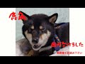 【注意喚起】犬のおもちゃとして売られている鹿角で歯が欠けてしまいました。