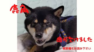 【注意喚起】犬のおもちゃとして売られている鹿角で歯が欠けてしまいました。