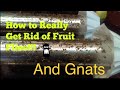 How to Really Get Rid of Fruit Flies and Gnats Really!! (Infestation)