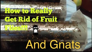 How to Really Get Rid of Fruit Flies and Gnats Really!! (Infestation) How to Really Get Rid of Fruit Flies and Gnats Really!! (Infestation)