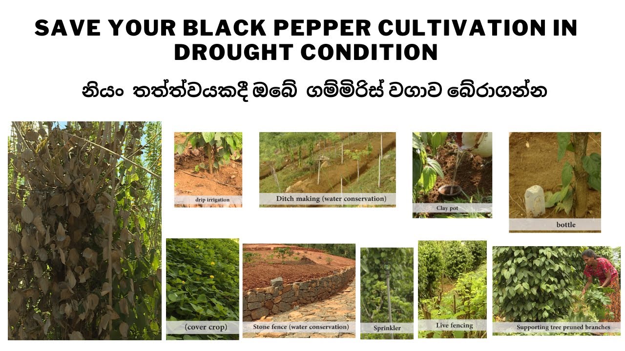save your black pepper cultivation in drought YouTube