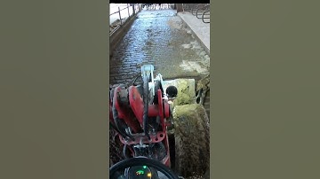 Effective Manure Cleanup Techniques, Sawdust Scattering #manure #howitworks #amazing #cow #farming