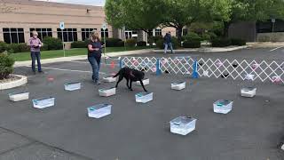 Bella - AKC Scentwork - Excellent Buried 4/24/21