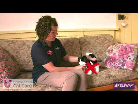 Things to avoid when handling a cat