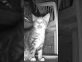 #Shorts - Kitty's Sing Song! #talltreesnaturereserve #cutecats #funnycats #kittens #cats #cat #cat