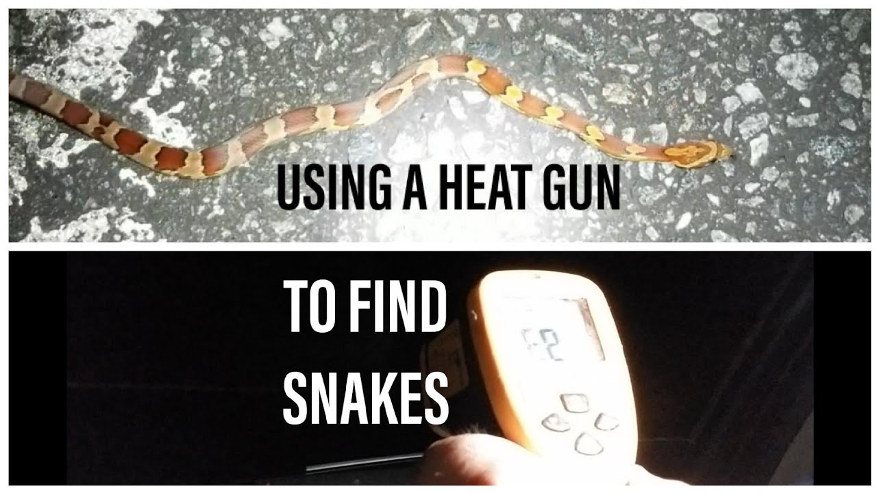 Using a temp gun to find snakes! YouTube