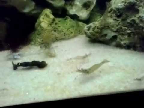 Aquarium Eau De Mer Bretagne Que Des Crevete Pourlens Temp Youtube